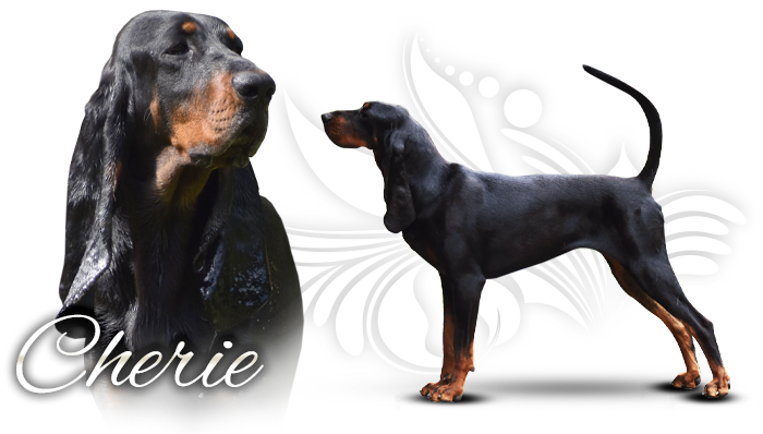 Black and tan coonhound Chonky Cherie Blossoming Meadow