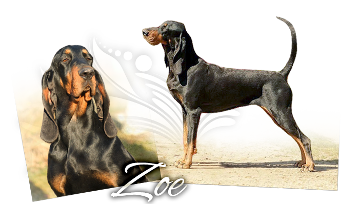 Black and tan coonhound JAZZMAN WHEN  THE  DEALIN´S  DONE