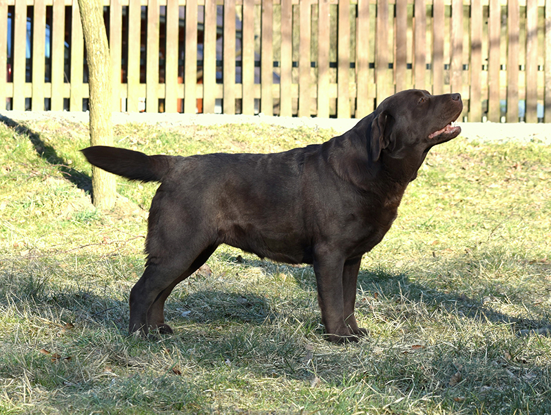 Labrador retriever brown puppies
