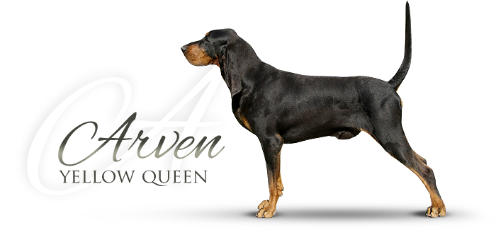 Black and tan coonhound ARVEN YELLOW QUEEN