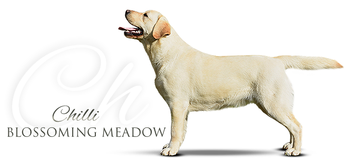 Labrador retriever Chilli  Blossoming Meadow