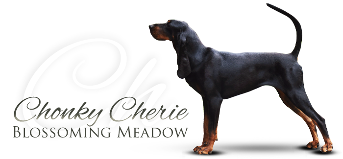 Black and tan coonhound  Chonky Cherie Blossoming Meadow