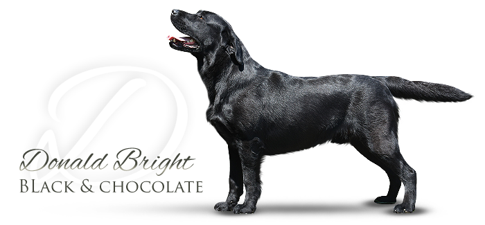 Labrador Retriever Donald Bright Black&Chocolate 