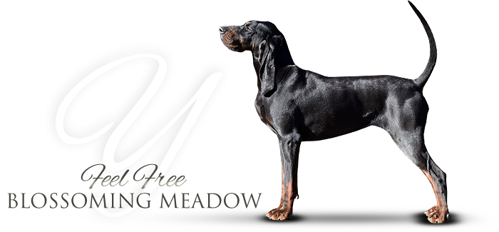 Black and tan coonhound  Feel Free Blossoming Meadow