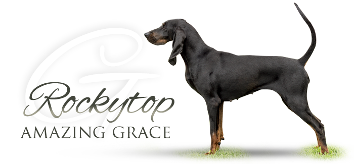 Black and tan coonhound ROCKYTOP AMAZING GRACE