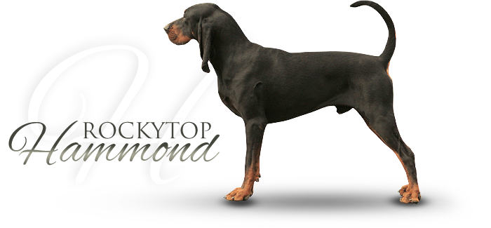 Black and tan coonhound ROCKYTOP HAMMOND