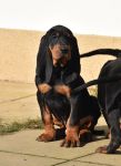 Black and tan Coonhound štěňata