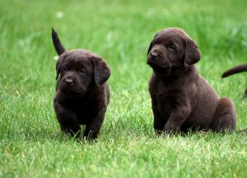 Black and tan coonhound štěňata