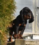 Black and tan coonhound štěňata